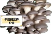 平菇种植前景怎么样_平菇市场利润大吗