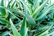 芦荟种植赚钱吗_芦荟市场前景怎么样