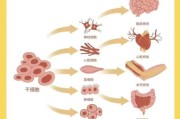 干细胞治疗安全吗_干细胞能治疗哪些疾病