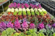 蔬菜种植前景怎么样_2024年最赚钱品种