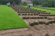 2016年草坪种植前景怎么样_草坪种植赚钱吗