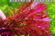 红色前景草怎么养_红色水草变绿怎么办