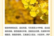 银杏树种植前景如何_银杏叶提取物市场潜力大吗