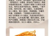 蛹虫草和冬虫夏草的区别_蛹虫草的功效与作用