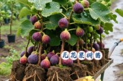 无花果种植前景怎么样_无花果种植赚钱吗