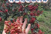 中国花椒未来前景怎么样_花椒种植赚钱吗