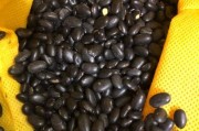 黑豆种植前景如何_黑豆市场销路好吗