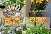 什么花适合新手养_室内开花植物推荐