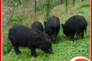 香猪养殖赚钱吗_香猪市场前景怎么样