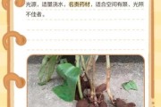 2017年天麻种植前景怎么样_天麻价格还会涨吗
