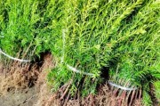 红豆杉种植前景如何_红豆杉市场价值高吗