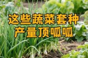 蔬菜种植赚钱吗_蔬菜种植技术有哪些
