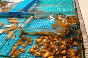 海鲜批发哪里最便宜_海鲜运输如何保鲜