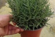 迷迭香种植前景如何_迷迭香种植赚钱吗