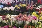 中国花卉市场前景如何_2024年种什么花最赚钱