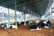 养殖奶牛赚钱吗_2024奶牛养殖前景如何