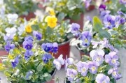 什么花适合新手养_室内耐阴花卉推荐