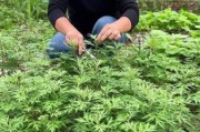 艾叶种植前景怎么样_艾叶市场未来五年需求预测