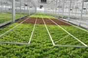 设施农业发展前景_设施农业值得投资吗
