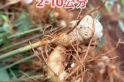 中药材种植赚钱吗_适合新手的中药材品种