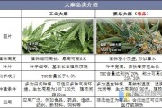 大麻行业合法化前景_投资风险有哪些
