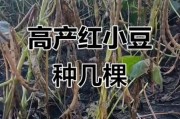 红小豆前景怎么样_红小豆种植赚钱吗