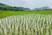 水稻种植前景怎么样_未来水稻种植赚钱吗