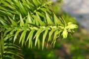 杉木价格走势_杉木种植前景怎么样