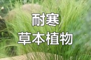 耐冷前景草有哪些_冬季常绿草坪推荐