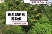 黄金梨种植前景怎么样_黄金梨市场前景分析