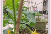 黄瓜种植前景如何_2024年种黄瓜赚钱吗