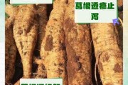 葛根的功效与作用_葛根种植前景怎么样