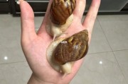 白玉蜗牛养殖前景怎么样_白玉蜗牛市场销路好吗