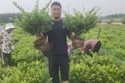 2016苗木行情怎么样_苗木种植前景如何