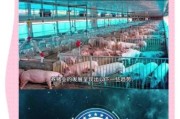 养猪市场前景如何_2024年养猪还能赚钱吗