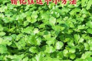 香菜种植前景怎么样_香菜价格走势如何