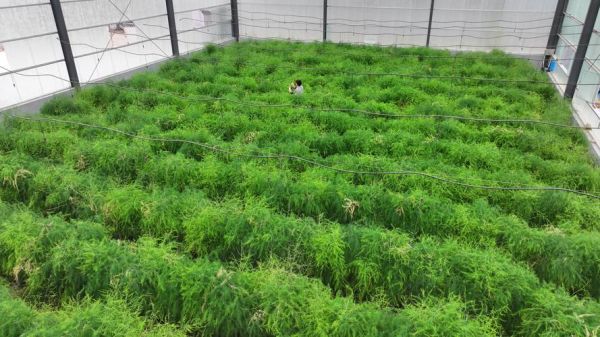 芦笋种植前景如何_芦笋市场前景怎么样