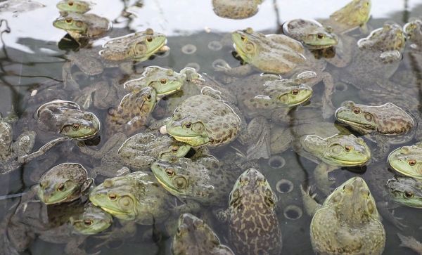 牛蛙养殖赚钱吗_牛蛙市场前景如何