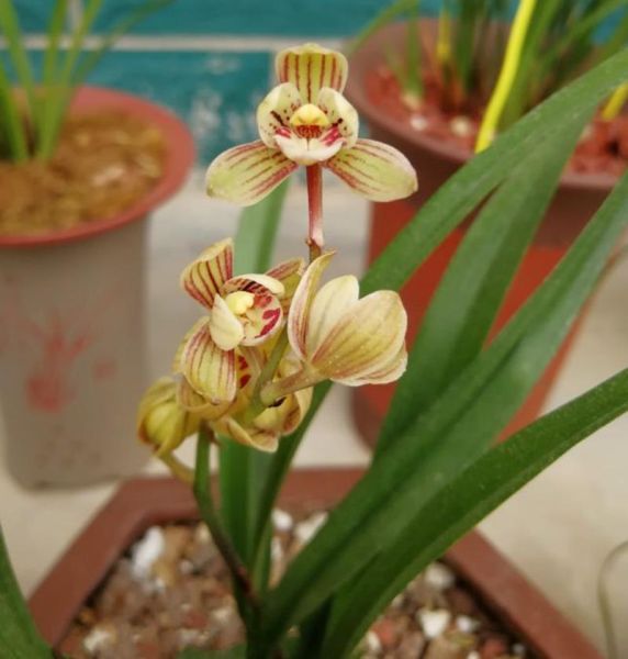 兰花市场前景怎么样_兰花投资赚钱吗