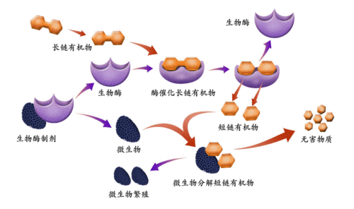酶工程的发展前景_未来十年有哪些突破点