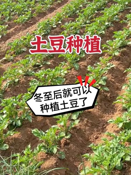 马铃薯种植前景如何_马铃薯未来五年价格走势