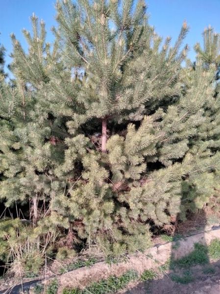 樟子松前景怎么样_樟子松种植赚钱吗