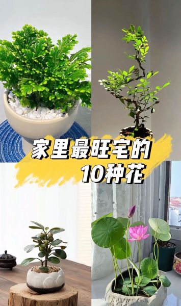 新手适合养什么花_室内花卉怎么选