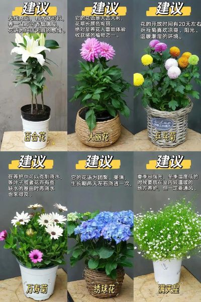 新手适合养什么花_室内花卉怎么选