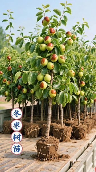 冬枣种植前景怎么样_冬枣价格行情预测