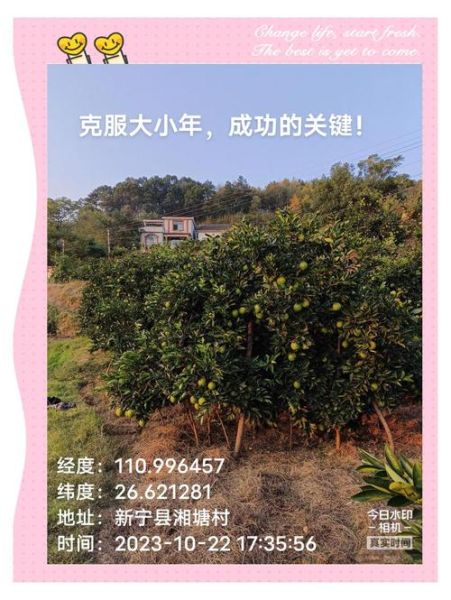 脐橙种植有哪些风险_如何降低脐橙市场风险