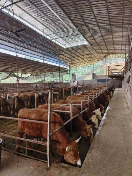 牧业行业前景如何_2024年养牛还能赚钱吗