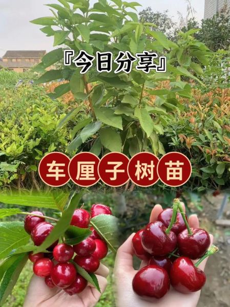 大樱桃种植前景怎么样_大樱桃一亩能赚多少钱