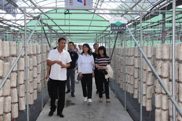 木耳种植前景怎么样_2024年木耳市场利润分析