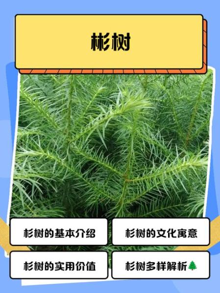 杉木前景怎么样_杉木种植赚钱吗